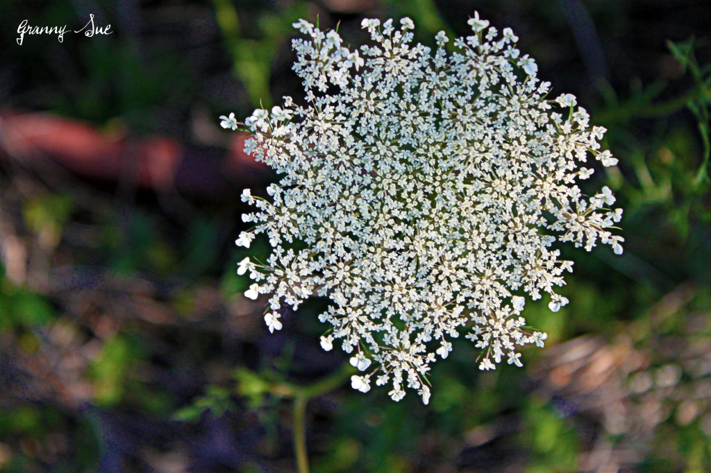 Queen Anne's Lace or Wild Carrot by grannysue