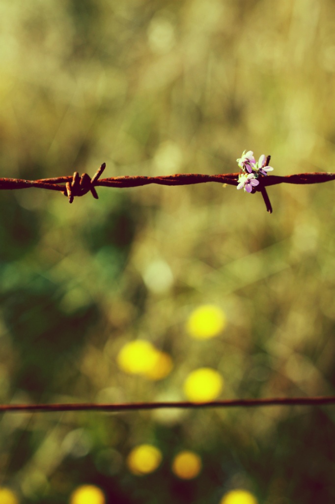 flower on the wire by pocketmouse