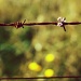 flower on the wire by pocketmouse