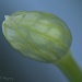 Chives bud by bella_ss