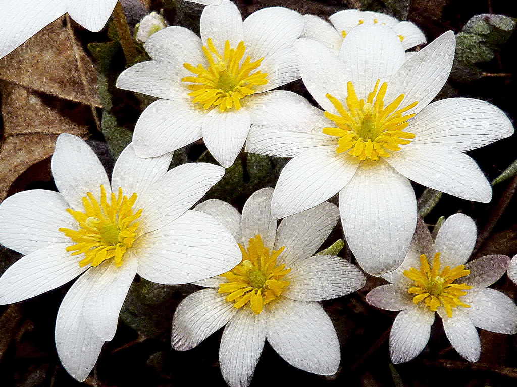 Bloodroot by denisedaly