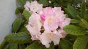 7th May 2011 - Rhododendron