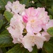 Rhododendron by ellesfena