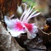 Horse-chestnut flower  by itsonlyart