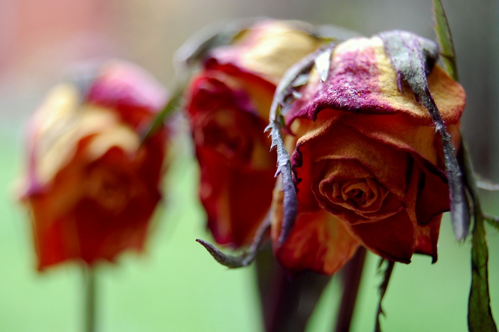 Three Dead Roses by andycoleborn