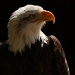 Bald Eagle Portrait by netkonnexion