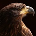 Tawney Eagle by netkonnexion