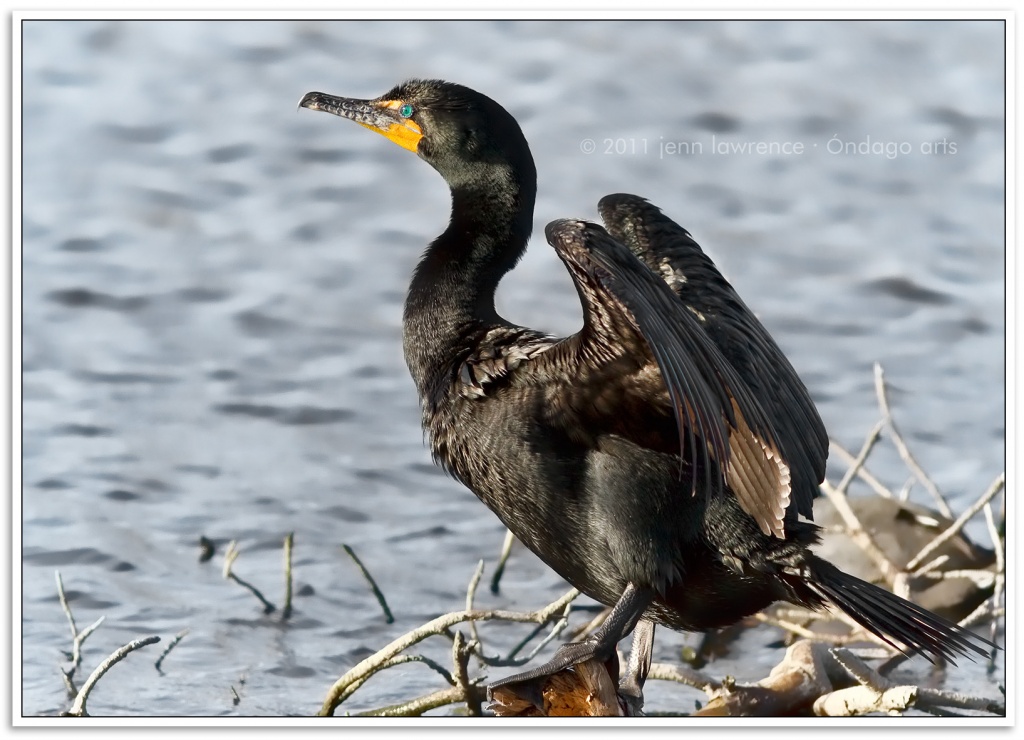 Double-crested Cormorant by aikiuser