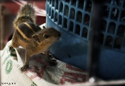 9th May 2011 - Squirrel: hi!