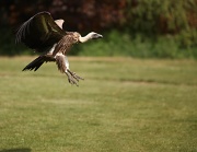 7th May 2011 - Vulture Swooping