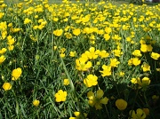 9th May 2011 - Buttercups