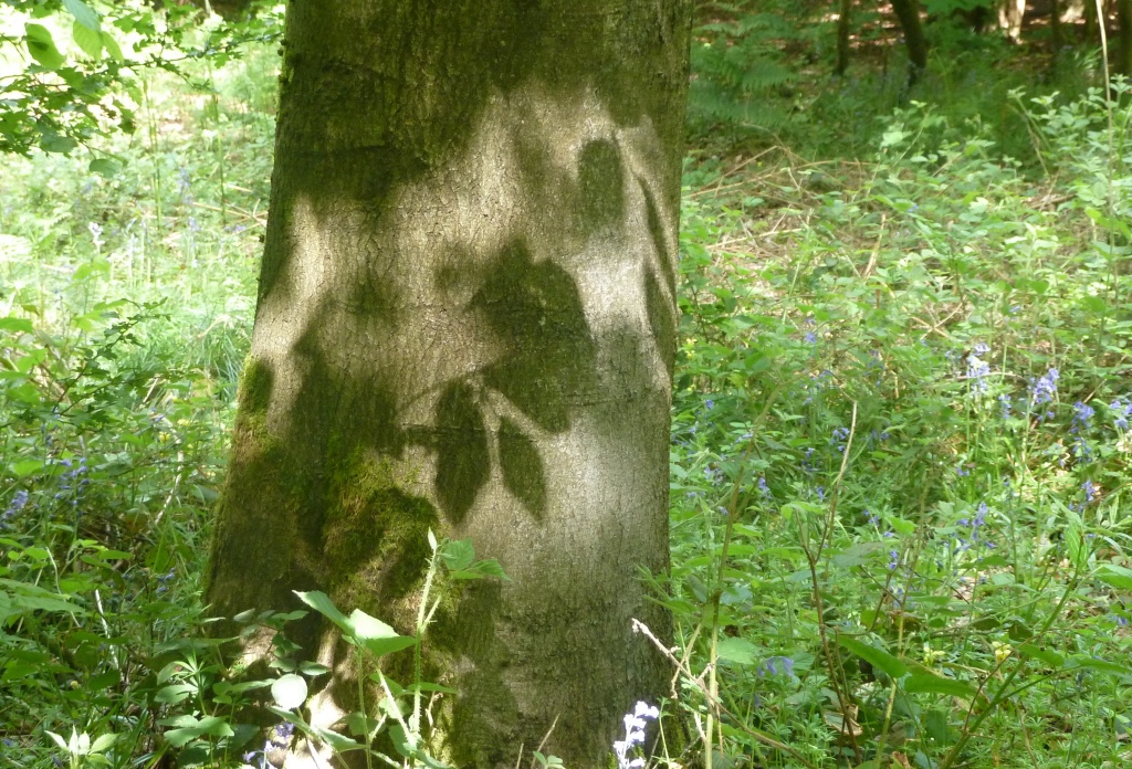 Leaf shadows by dulciknit