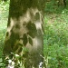 Leaf shadows by dulciknit