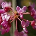 Redbud Blossoms by graceratliff