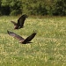 Vultures On The Wing by netkonnexion