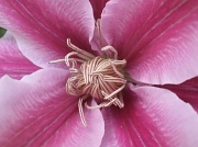 8th May 2011 - Clematis