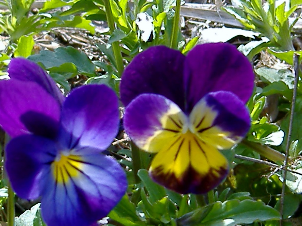 THE PANSIES ARE HERE... by dianezelia