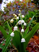 9th May 2011 - Lily of the Valley