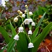 Lily of the Valley by lauriehiggins