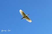 9th May 2011 - Cattle Egret 