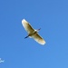 Cattle Egret  by grannysue