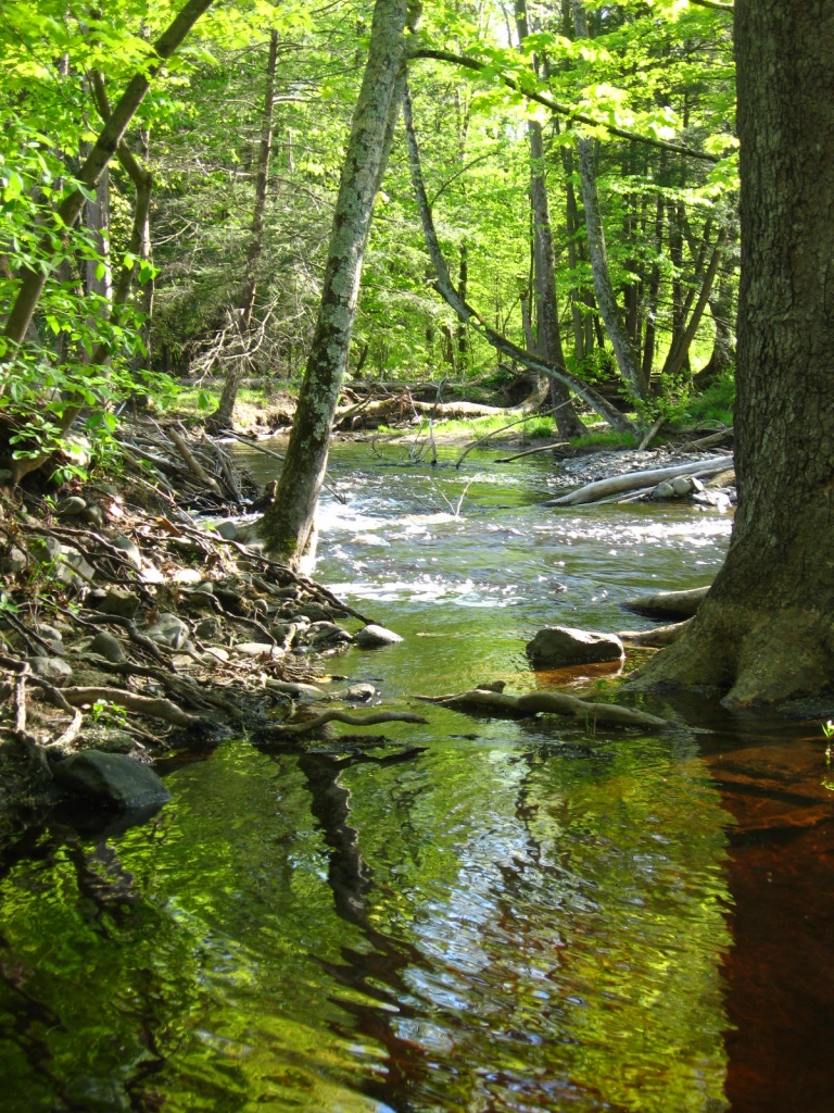 The Bushkill in Spring by olivetreeann