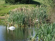10th May 2011 - Swans nesting