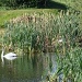 Swans nesting by busylady