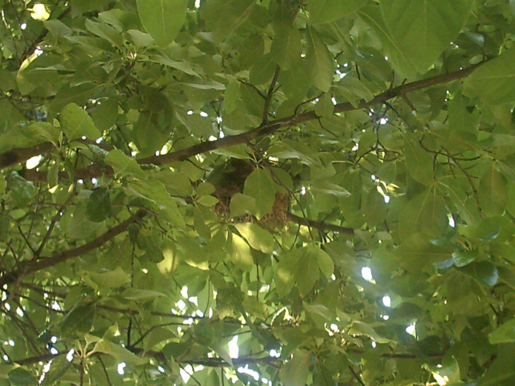 Nest in Tree 5.10.11 003 by sfeldphotos