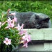Afternoon Nap by peggysirk