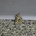 Tiger Moth by melinareyes
