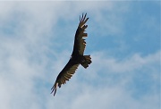 9th May 2011 - Turkey Vulture