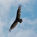Turkey Vulture by kdrinkie