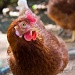 Marla's Chicken by jbritt