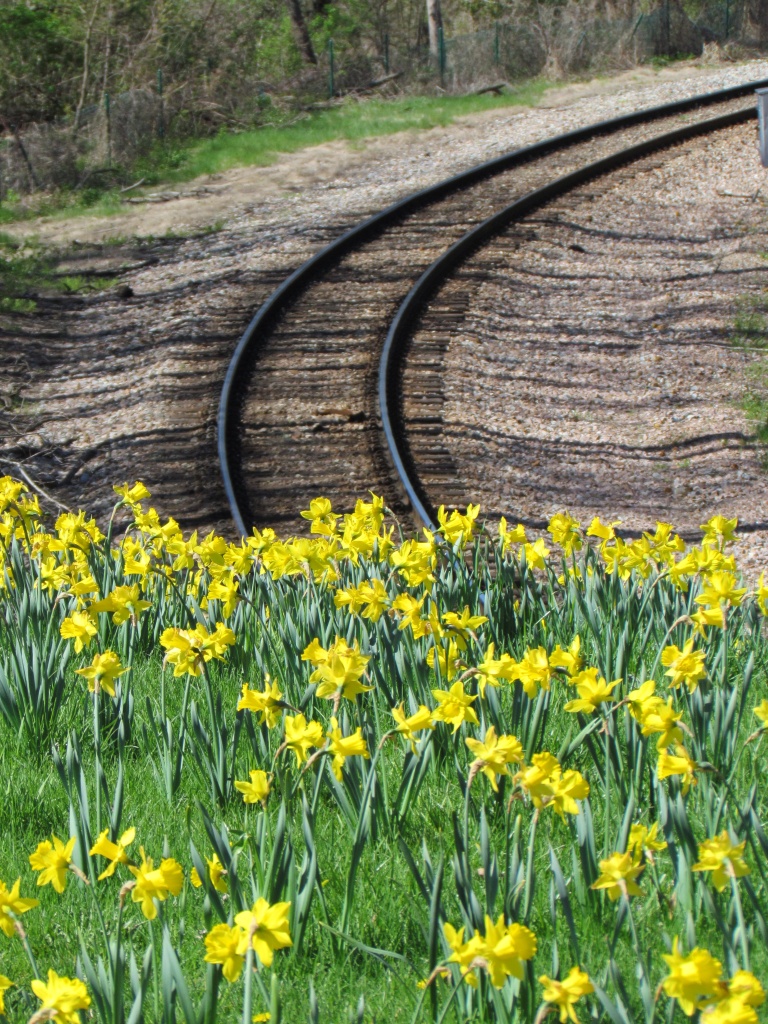 Tracks and Flowers by juletee