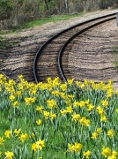 10th May 2011 - Tracks and Flowers