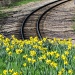 Tracks and Flowers by juletee