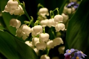 7th May 2011 - Lily of the Valley