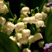 Lily of the Valley by kerosene