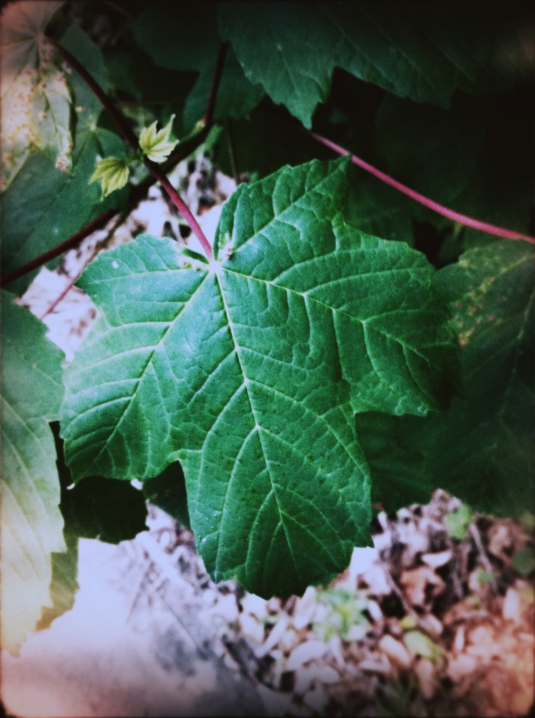 Veins in the leaf by mattjcuk