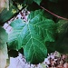 Veins in the leaf by mattjcuk