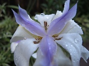 11th May 2011 - Soggy flower
