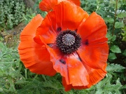 11th May 2011 - Oriental poppies