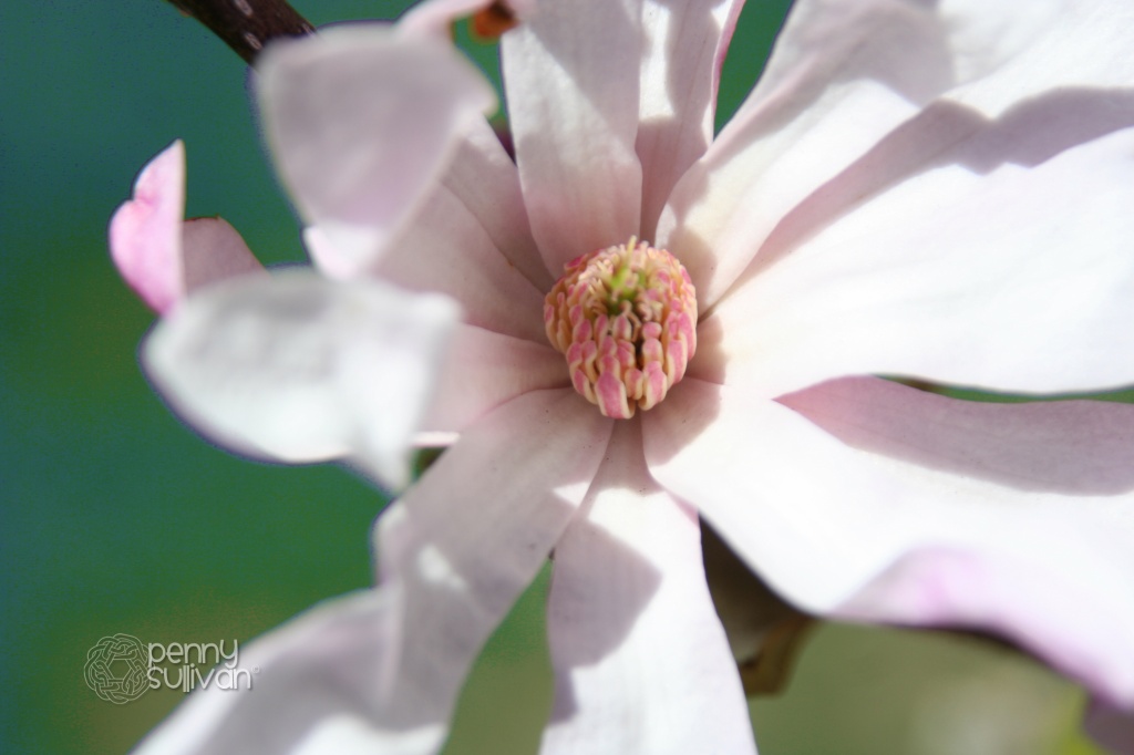 blossoms 127_238_2011 by pennyrae