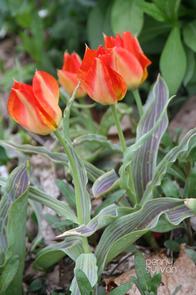 MS Tulips 129_236_2011 by pennyrae