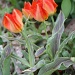 MS Tulips 129_236_2011 by pennyrae