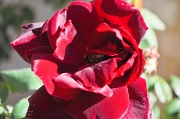 11th May 2011 - bee in a rose