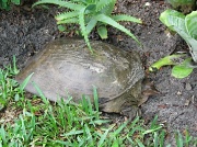 5th May 2011 - Lost Turtle in our backyard