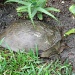 Lost Turtle in our backyard by stcyr1up