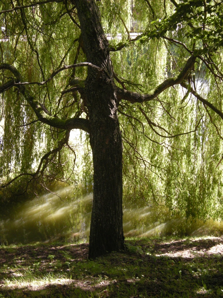 weeping willow by pyrrhula
